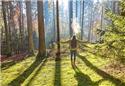 Veranstaltungsbild Ein Tag im Wald Waldbaden und ,,Mehr"