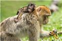 Veranstaltungsbild "Ausflug zum Osnabrücker Zoo"
